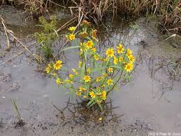 Attēlu rezultāti vaicājumam “Bidens cernua flower”