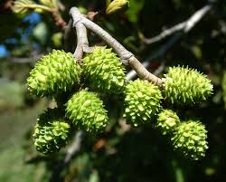 Attēlu rezultāti vaicājumam “Alnus”