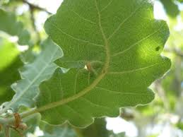 Attēlu rezultāti vaicājumam “Neuroterus albipes”