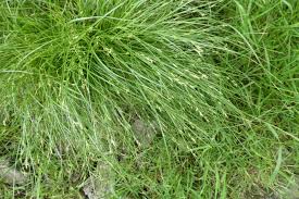 Attēlu rezultāti vaicājumam “Carex remota”