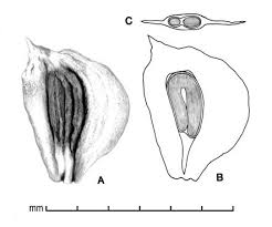 Attēlu rezultāti vaicājumam “Sagittaria sagittifolia fruit”