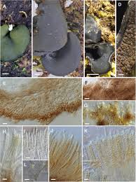 Attēlu rezultāti vaicājumam “Chlorencoelia versiformis”