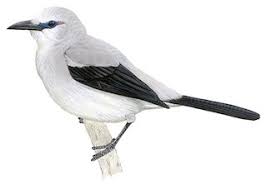 Attēlu rezultāti vaicājumam “Corvidae”