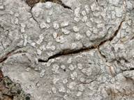 Attēlu rezultāti vaicājumam “Phlyctis agelaea”