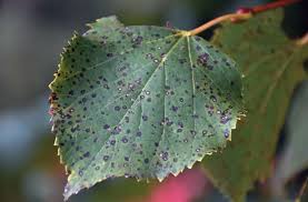 Attēlu rezultāti vaicājumam “Mycosphaerella millegrana”