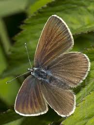 Attēlu rezultāti vaicājumam “Cyaniris semiargus male”