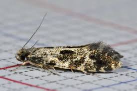 Attēlu rezultāti vaicājumam “Nemapogon cloacella”