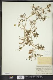 Image result for Adlumia cirrhosa