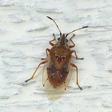 Attēlu rezultāti vaicājumam “Kleidocerys resedae imago”