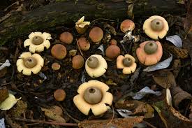 Attēlu rezultāti vaicājumam “Geastrum”