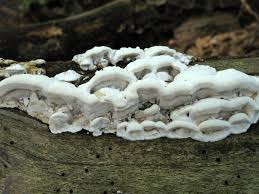 Attēlu rezultāti vaicājumam “Skeletocutis nivea”