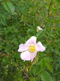 Image result for Rosa canina