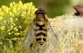 Attēlu rezultāti vaicājumam “Syrphus torvus”