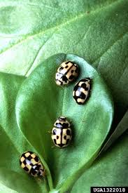 Attēlu rezultāti vaicājumam “Propylea quatuordecimpunctata”