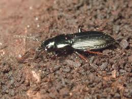 Attēlu rezultāti vaicājumam “Pterostichus oblongopunctatus”