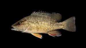 Image result for Lutjanus griseus