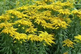 Attēlu rezultāti vaicājumam “Solidago canadensis”