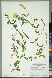 Attēlu rezultāti vaicājumam “Lathyrus pratensis”