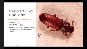 Attēlu rezultāti vaicājumam “Bolitophagus reticulatus larva”