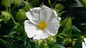 Attēlu rezultāti vaicājumam “Cistaceae”