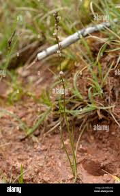 Attēlu rezultāti vaicājumam “Triglochin palustre fruit”
