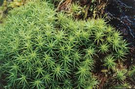 Attēlu rezultāti vaicājumam “Polytrichastrum pallidisetum”