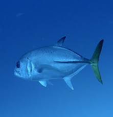 Image result for Caranx latus