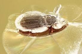 Attēlu rezultāti vaicājumam “Latridiidae”