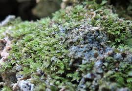 Attēlu rezultāti vaicājumam “Fissidens gracilifolius”