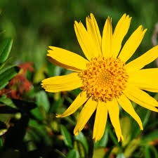 Image result for Arnika