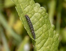 Attēlu rezultāti vaicājumam “Aphelia paleana larva”