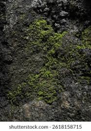 Attēlu rezultāti vaicājumam “Frullania dilatata”