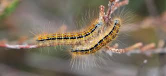 Attēlu rezultāti vaicājumam “Malacosoma castrensis”