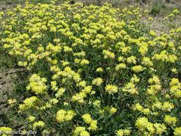 Image result for Anthyllis vulneraria rubra