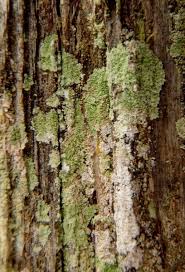 Attēlu rezultāti vaicājumam “Lepraria incana”