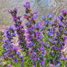 Attēlu rezultāti vaicājumam “Echium vulgare bud”