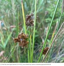 Attēlu rezultāti vaicājumam “Juncus effusus”