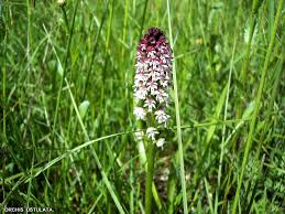 Attēlu rezultāti vaicājumam “Orchis ustulata”