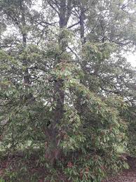 Attēlu rezultāti vaicājumam “Aesculus x hybrida leaf”