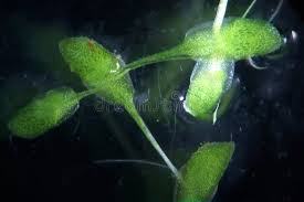 Attēlu rezultāti vaicājumam “Lemna trisulca”