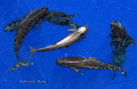 Image result for Globicephala melas