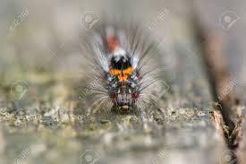 Attēlu rezultāti vaicājumam “Euproctis similis”