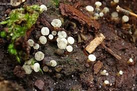 Attēlu rezultāti vaicājumam “Cudoniella acicularis”