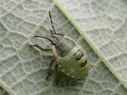 Attēlu rezultāti vaicājumam “Palomena prasina nymph”