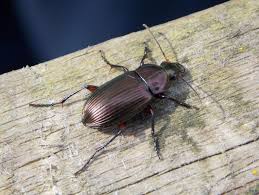 Attēlu rezultāti vaicājumam “Poecilus versicolor”