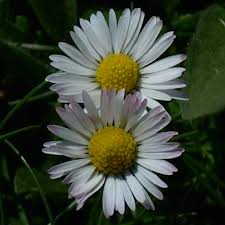Image result for Bellis perennis