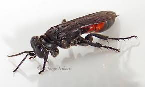 Attēlu rezultāti vaicājumam “Crabronidae”