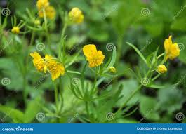 Attēlu rezultāti vaicājumam “Ranunculus cassubicus”