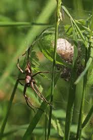 Attēlu rezultāti vaicājumam “Agelena labyrinthica”