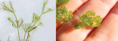 Attēlu rezultāti vaicājumam “Nitella sp.”